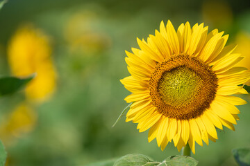 夏の花　向日葵