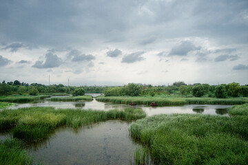 Vessel plants on the lake surface of Wenyu River Park