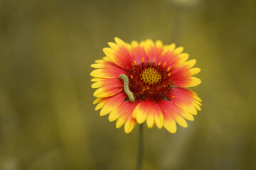 Cabbage worm on chrysanthemum petals