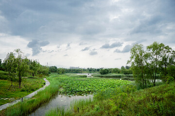 Fototapeta na wymiar Vessel plants on the lake surface of Wenyu River Park