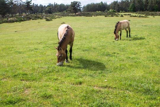 Pferde Wildpferde Prezwalskipferde Hengste Koppel Urpferd