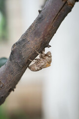 Baby cicada, monkey, cicada, nymph, cicada