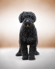 Spanish spaniel on a light background