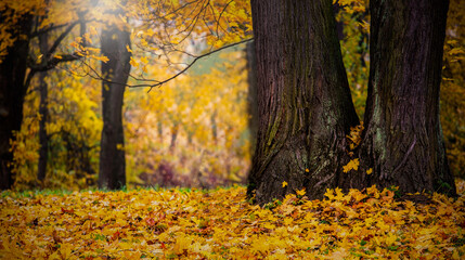 The backround of  big trees in the forest at Autumn fall foliage at Autumn season image.