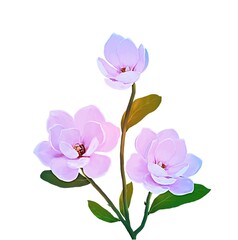  Watercolors painting. Pink magnolia flowers