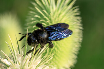 Xylocopa violacea