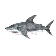 Watercolor white shark illustration isolated on white background
