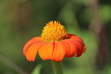 Mexican sunflower close-up, Tithonia diversifolia, orange color ,Navi Mumbai, Maharashtra