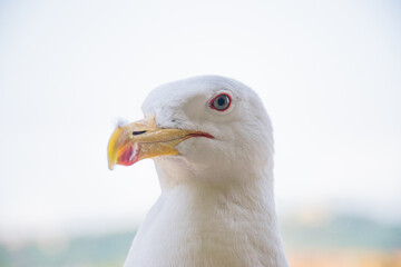 portrait of a seagull