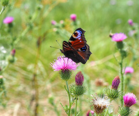 Gemeine Kratzdistel (Cirsium vulgare) mit Tagpfauenauge (Inachis io)