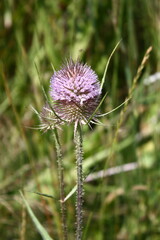 Close up of a globe thistle in the sunlight
