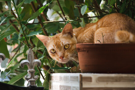 Normal house brown cat