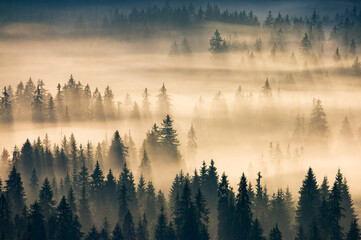 mistige vallei landschap bij zonsopgang. prachtige natuur achtergrond met naaldbomen in mist. berglandschap van roemenië in het herfstseizoen