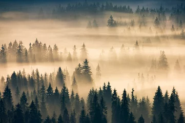 Wall murals Forest in fog misty valley scenery at sunrise. beautiful nature background with coniferous trees in fog. mountain landscape of romania in autumn season