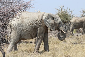 elefante chiaro