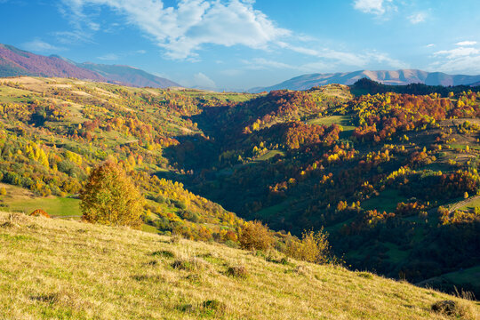 carpathian mountains countryside in evening light. trees in colorful foliage on hills and grassy meadow. ridge in the distance under the bright sky with clouds