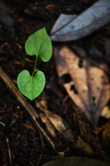 芽生える葉っぱ