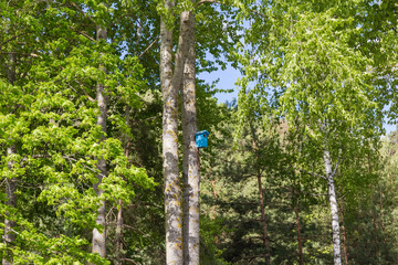 Fototapeta premium Blue nesting box on aspen trunk in spring park