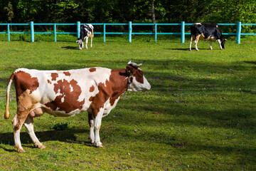 Rufous spotted cow standing on an enclosed pasture