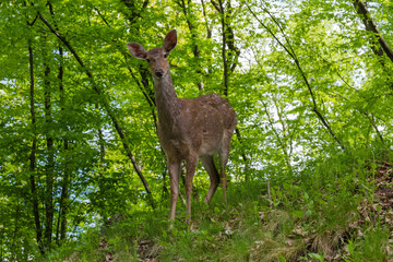 Deer stands on the hillside in spring forest