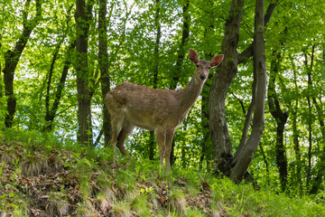 Deer stands on the hillside in spring forest
