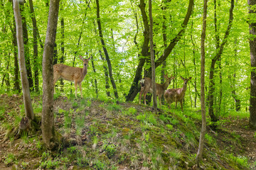 Deer stand on the top of hill in spring forest