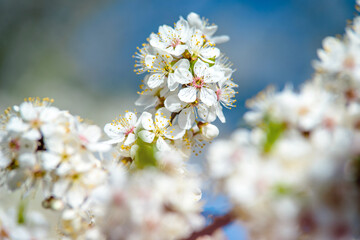 Cherry blossom branch in the garden in spring
