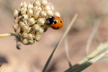 ladybugs in nature. macro photo. close-up.