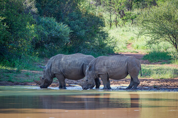 Fototapeta premium Two White Rhinos Drinking Water