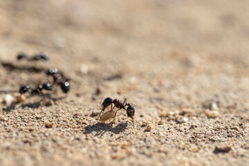 ant crawling in nature. She carries food to her nest. close-up, detailed, macro.