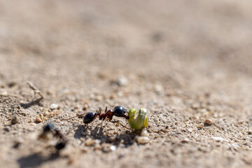 ant crawling in nature. She carries food to her nest. close-up, detailed, macro.