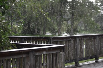 Rain in the swamp of Florida Everglades
