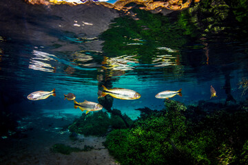 Scenic view of fish swimming in the water in Bonito, Mato Grosso do Sul, Brazil - obrazy, fototapety, plakaty