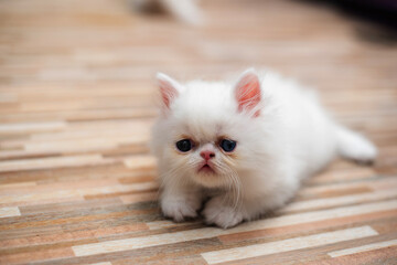 Cute white persian cat.