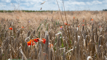 red poopy in a wheat field