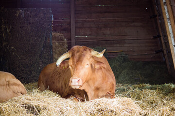 Wildpark Bauernhof Haustiere Rind Rinder Kühe Kuh Ochse Stall Heu Stroh