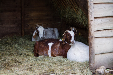 Wildpark Bauernhof Haustiere Ziege Ziegen Stall Heu Stroh