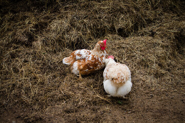 Wildpark Bauernhof Haustiere Hennen Huhn Stall Heu Stroh