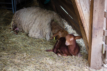 Wildpark Bauernhof Haustiere Schafe Schaf Lamm Lämmlein Stall Heu Stroh