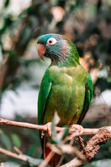 Green aratinga parrot portrait closeup