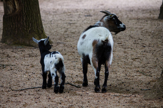 Wildpark Bauernhof Haustiere Ziege Ziegen Stall Heu Stroh