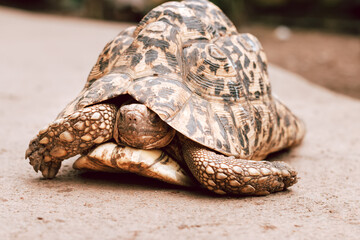 The leopard tortoise or turtle close up
