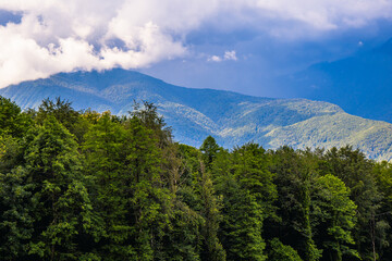 Obraz premium Mountain landscape, fir trees and blue mountains, summer natural background