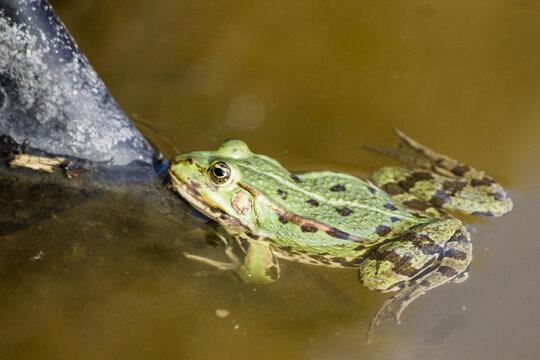 Frosch Teich Seerose Froschkönig