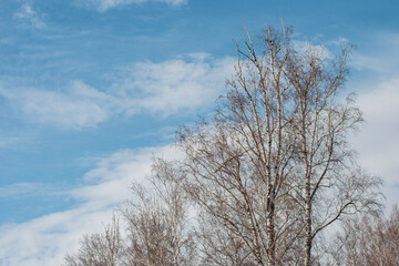 Blue cloudy sky and trees without leaves.