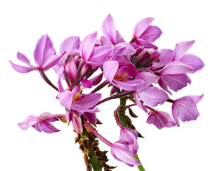 Fototapeta na wymiar Purple orchid flowers with leaves, Philippine ground orchid, Tropical flowers isolated on white background, with clipping path 