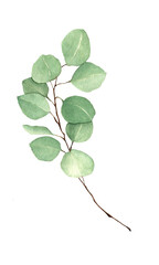 Handmade watercolor illustration. One isolated eucalyptus branch with green leaves. For background greeting card, decor labels, etc.