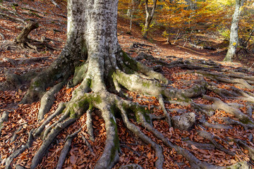 The huge roots of an old tree are making their way through the fallen autumn foliage.