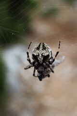 spider on web