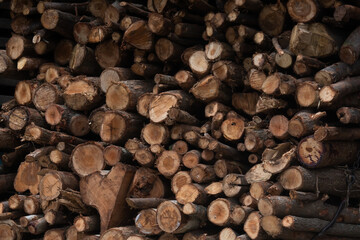 Trees cut and prepared to enter a plywood factory in Thailand